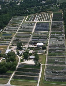 Tinga Nursery Landscape