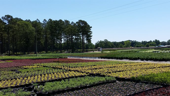 Johnsons Nursery
