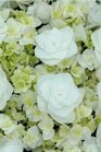 /Images/johnsonnursery/Products/Woodies/Hydrangea_Db_Delights_Wedding_Gown_Dancing_Snow_-_Ball.jpg