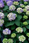 /Images/johnsonnursery/Products/Woodies/Hydrangea_Endless_BloomStruck.jpg