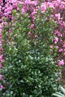 /Images/johnsonnursery/Products/Woodies/I__Castle_Wall_for_web_-_Springmeadow_0400.jpg