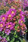 /Images/johnsonnursery/Products/Woodies/Lagerstroemia_Purple_Magic_for_web_2072312.jpg