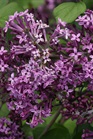 /Images/johnsonnursery/Products/Woodies/Syringa_Bloomerang_Dark_Purple_-_PW.jpg
