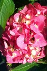 /images/johnsonnursery/Products/pics/1346-1.jpg