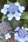 /images/johnsonnursery/Products/pics/1715-1.jpg