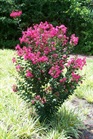 /images/johnsonnursery/Products/pics/1721-1.jpg
