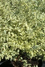 /images/johnsonnursery/Products/pics/1722-1.jpg