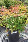 /images/johnsonnursery/Products/pics/880-1.jpg