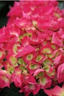 /images/johnsonnursery/Products/pics/889-1.jpg
