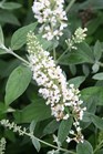 /images/johnsonnursery/Products/pics/970-1.jpg
