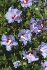 /images/johnsonnursery/Products/pics/973-1.jpg