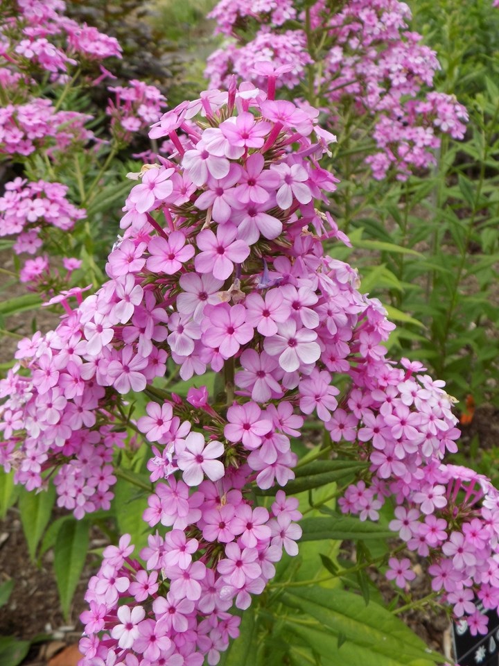 2g Jeana Phlox