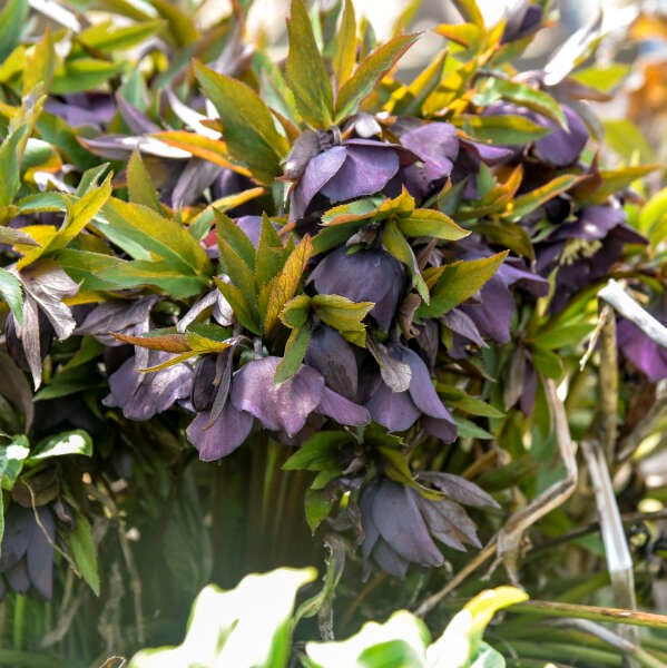 2g Honeymoon Series New York Night Lenten Rose