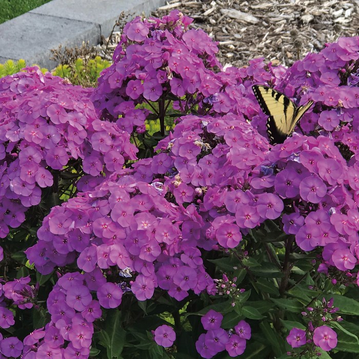 2g Ka-Pow Lavender Phlox