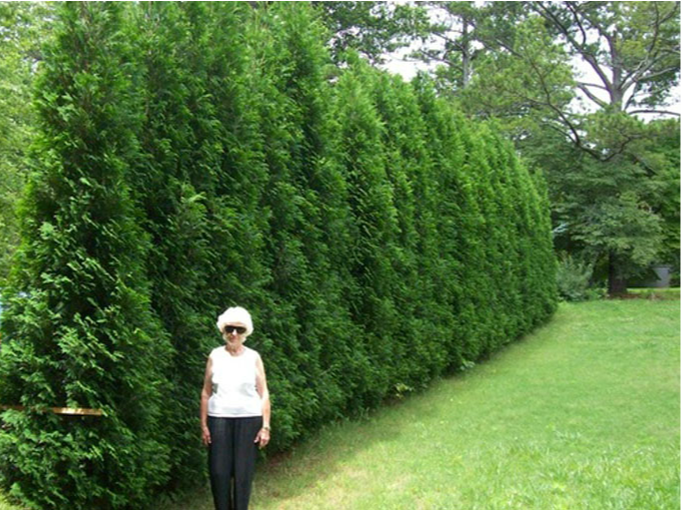 15g Full Speed A Hedge® 'American Pillar' Arborvitae