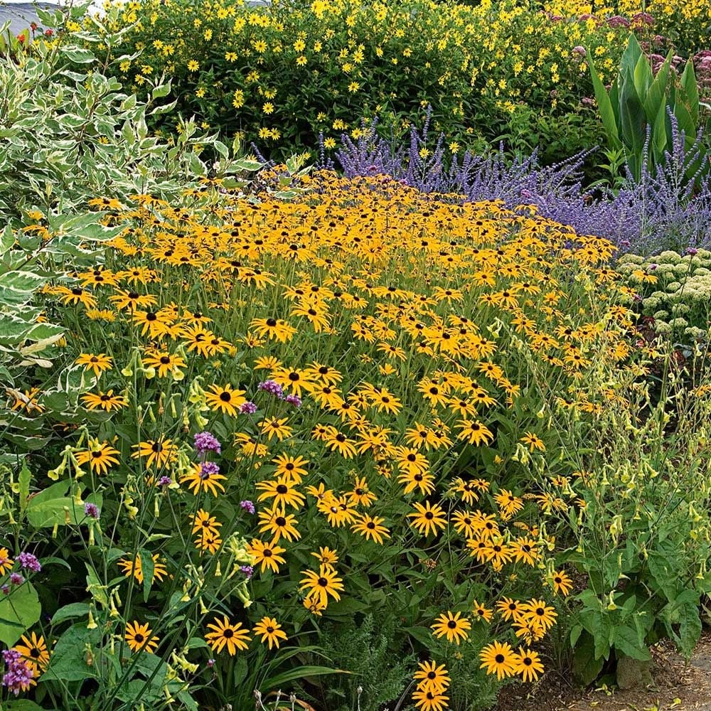 1g Goldsturm Black-Eyed Susan