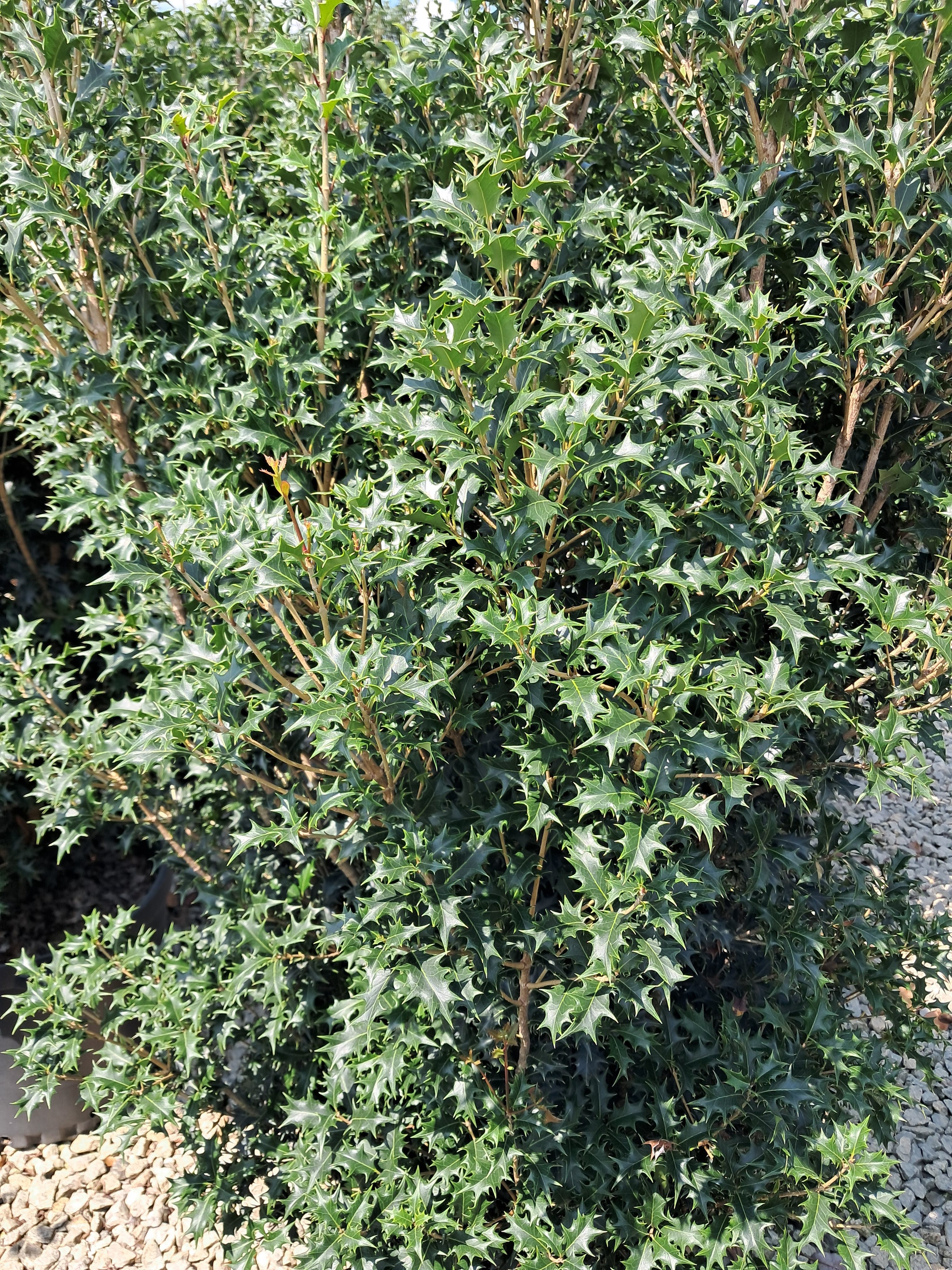 15g Gulftide False Holly