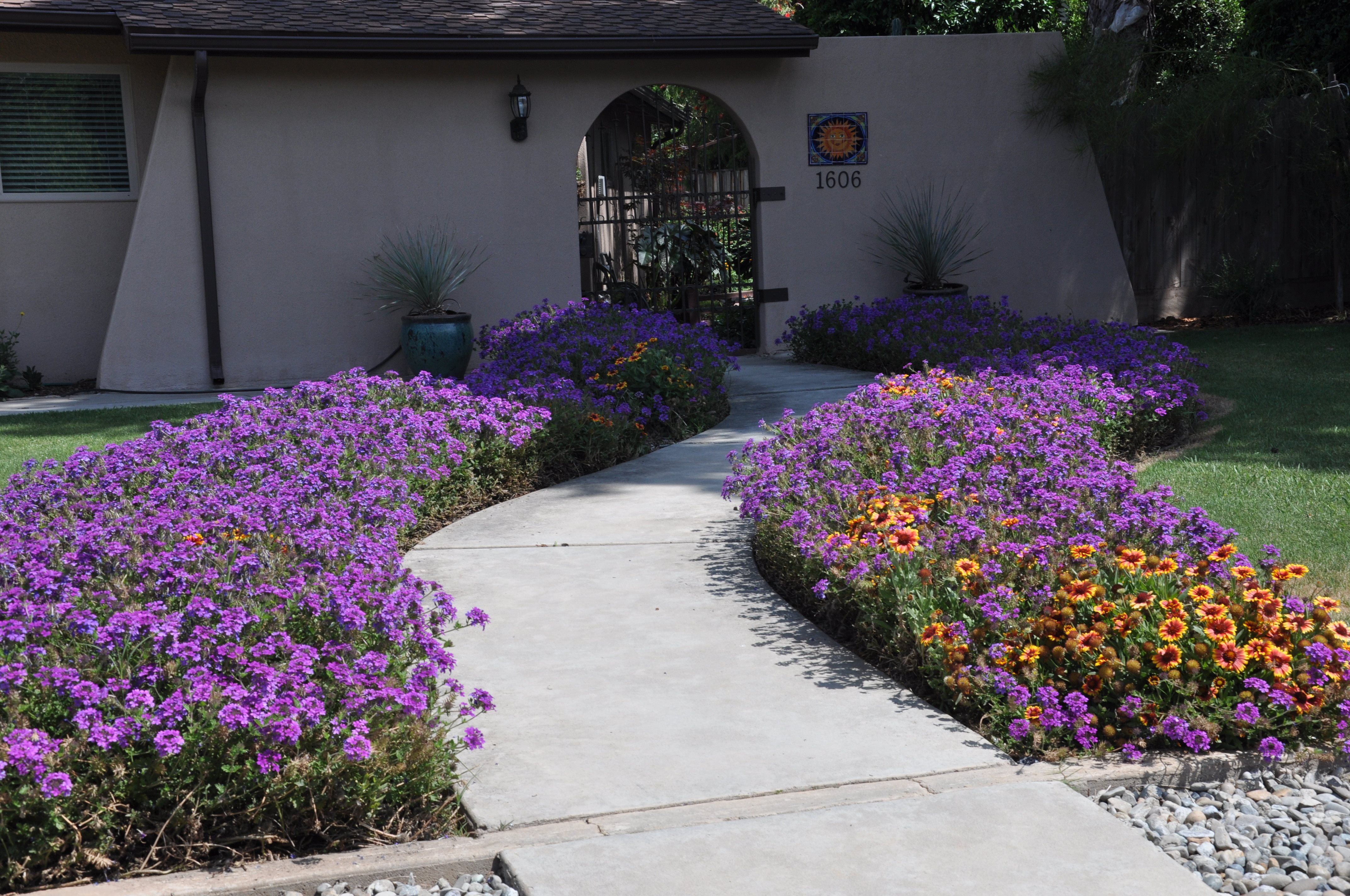 2g Homestead Purple Verbena