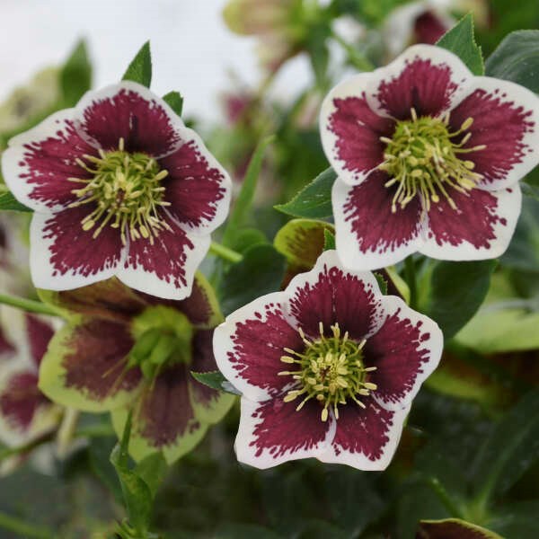 2g Honeymoon® Series Romantic Getaway Lenten Rose