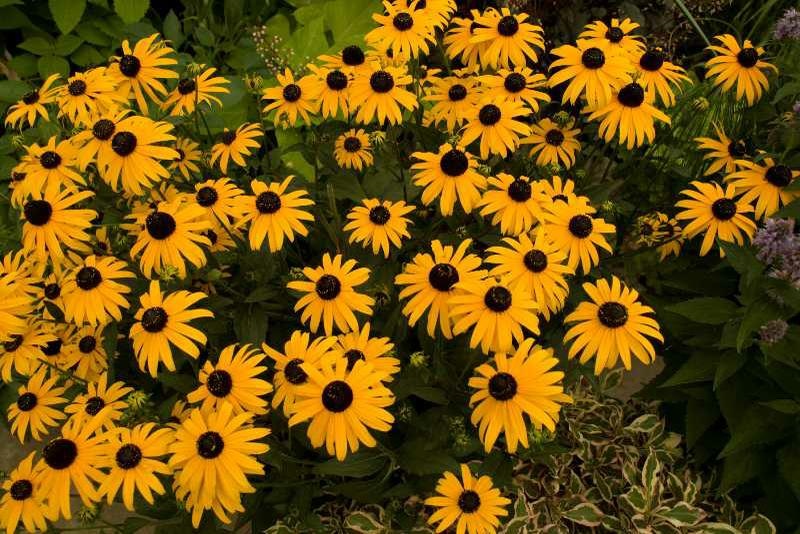 2g Early Bird Gold Black Eyed Susan