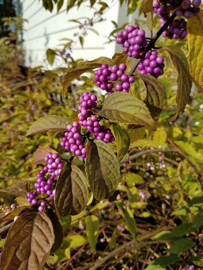 7g American Beautyberry