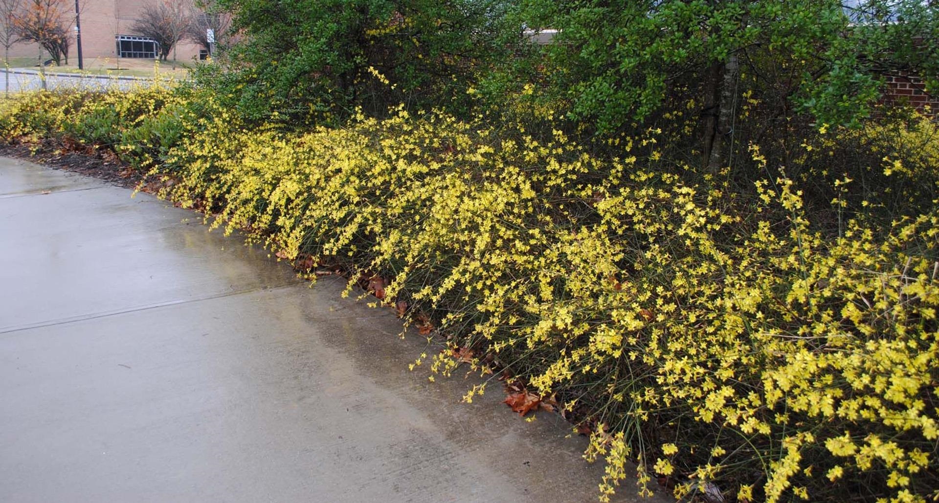 3g Winter Jasmine