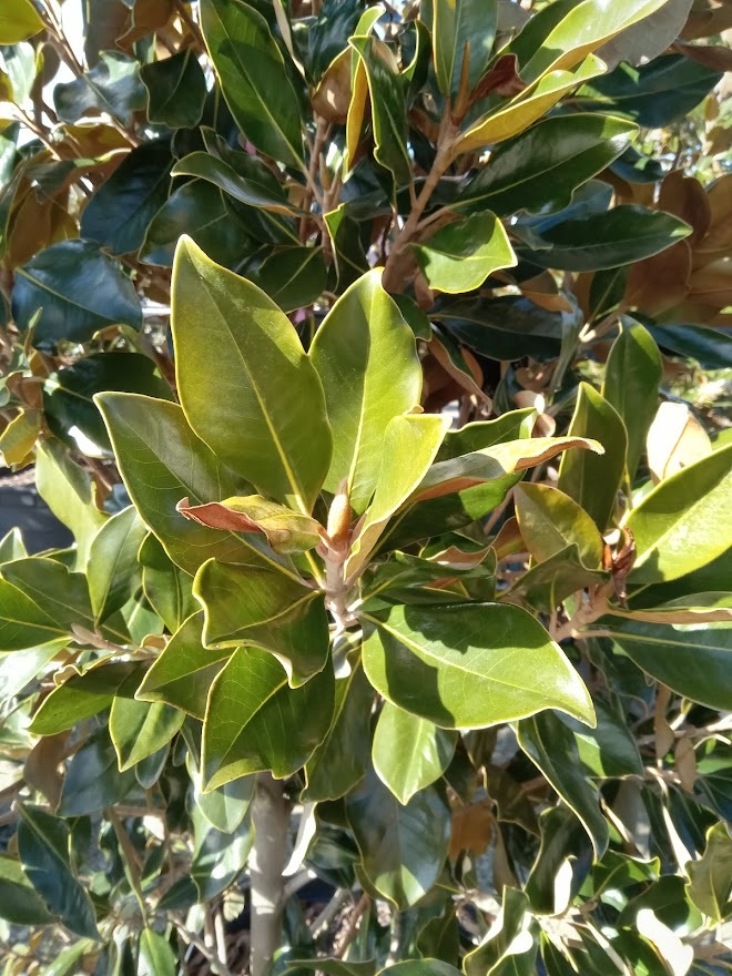 45g Little Gem Southern Magnolia