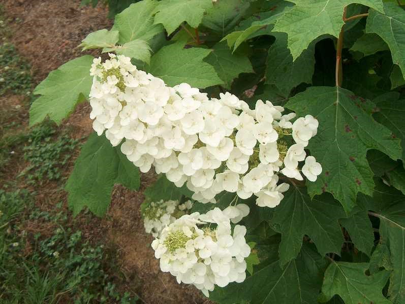 5g Alice Oakleaf Hydrangea 