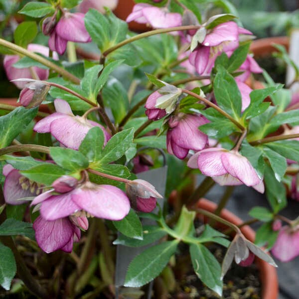 2g Honeymoon® Series Paris in Pink Lenten Rose