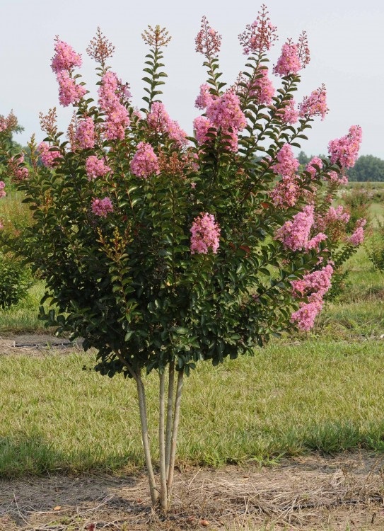 25g Sioux Crape Myrtle