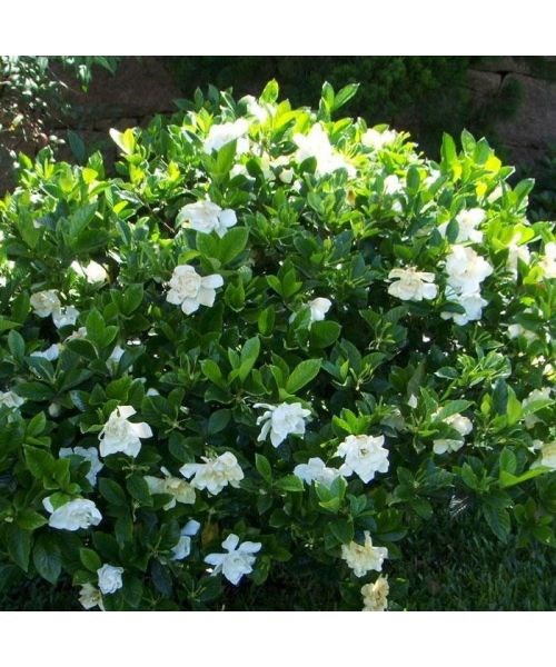 3g August Beauty Gardenia