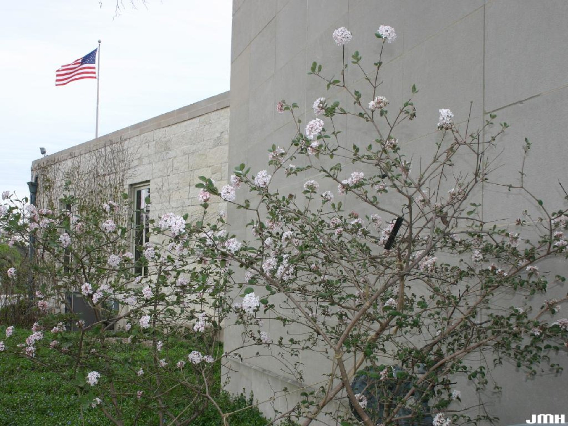 5g Cayuga Viburnum