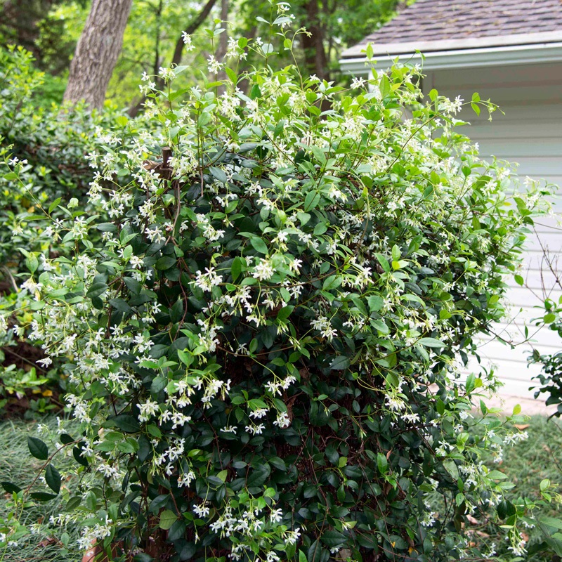 3g Star Jasmine