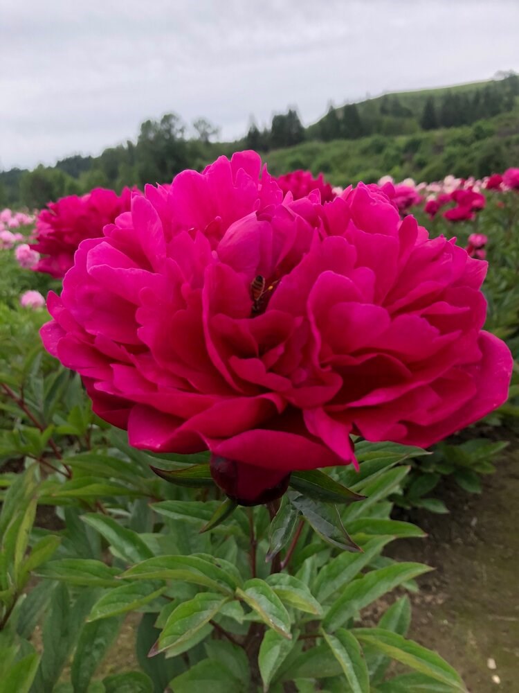 3g Kansas Peony