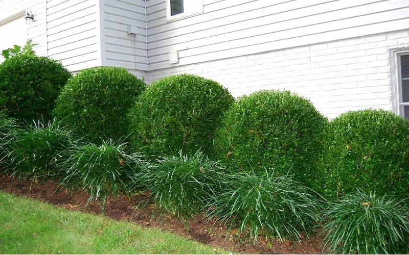 7g Winter Gem Littleleaf Boxwood