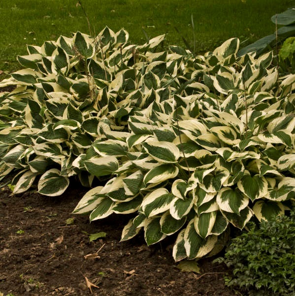 3g Patriot Hosta