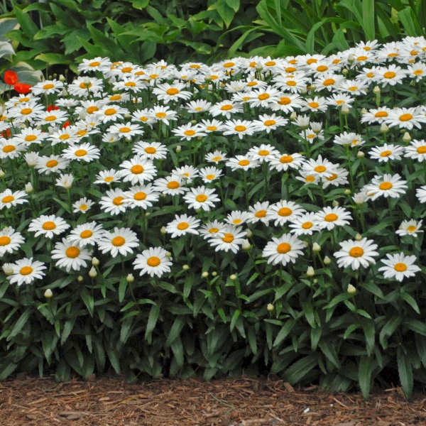 1g Snow Cap Leucanthemum