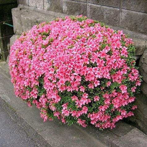 3g Chinzan Azalea