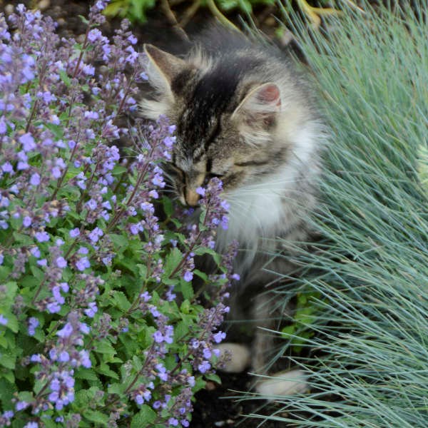 2g Purrsian Blue Catmint