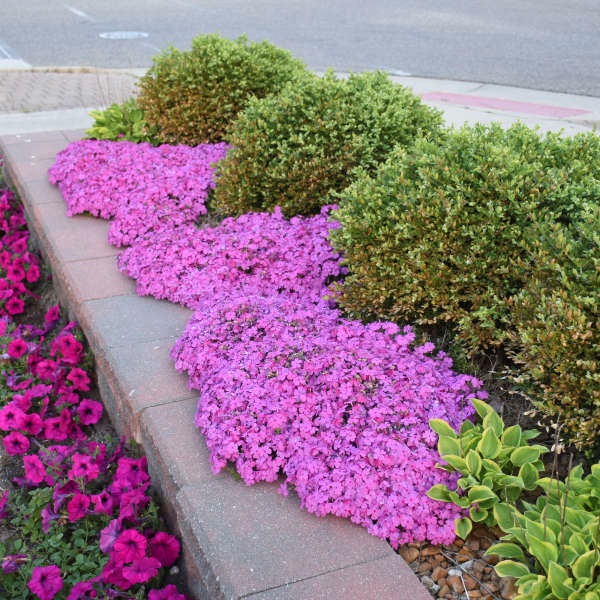 2g Drummond's Pink Phlox