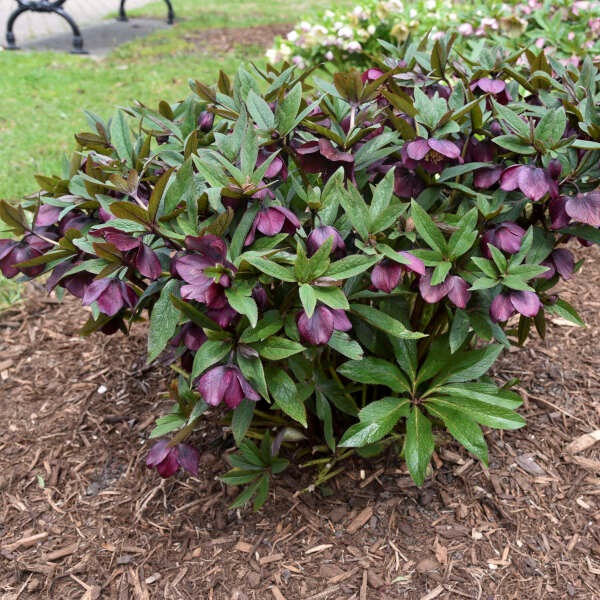 2g Ice N' Roses Rome in Red Lenten Rose