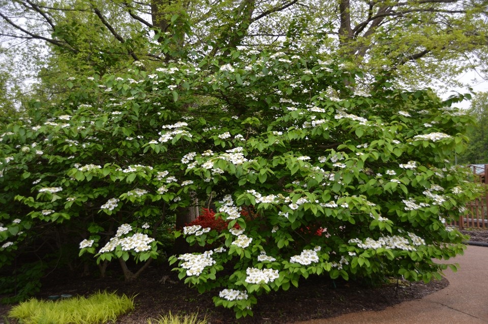 10g Shasta Doublefile Viburnum