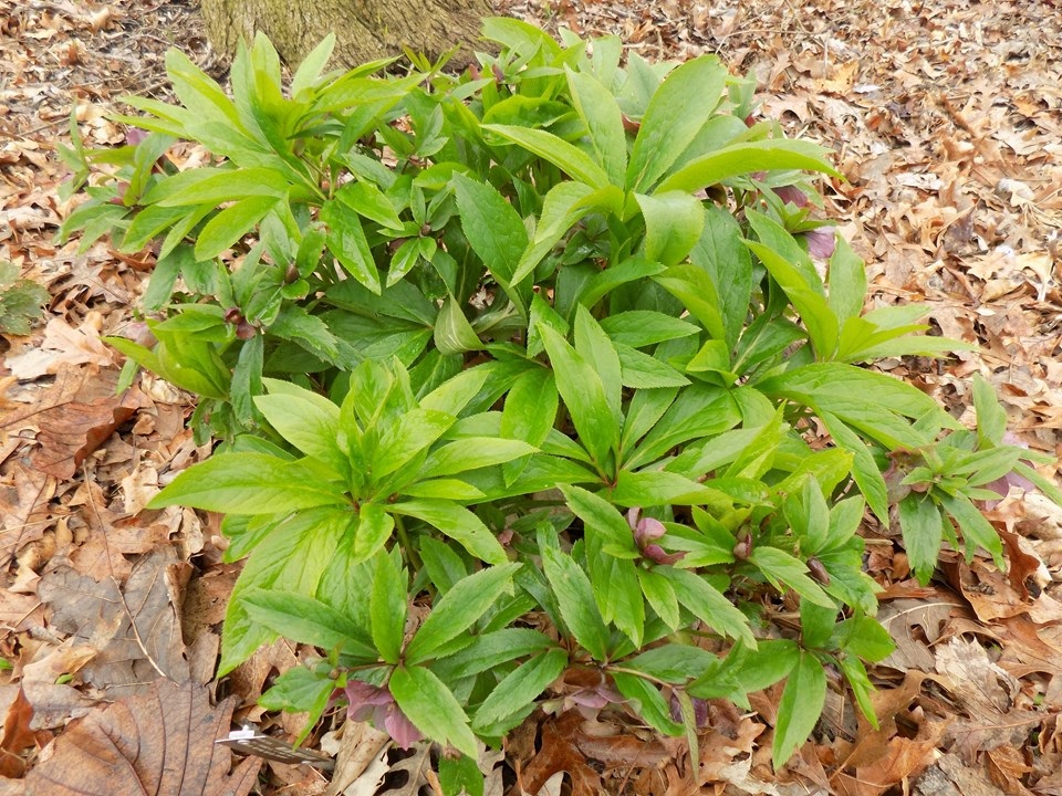 1g Pine Knot Lenten Rose