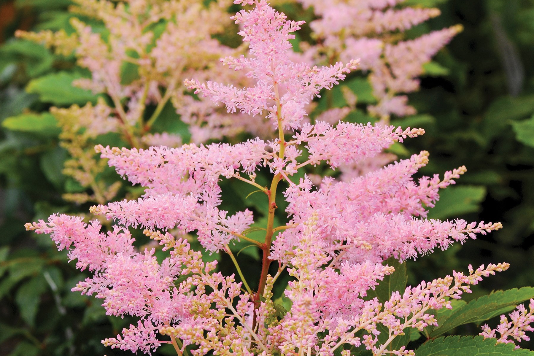 2g Astilbe Younique Silvery Pink™