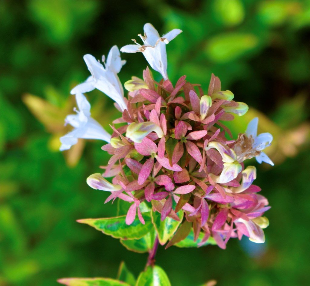 3g Kaleidoscope Abelia