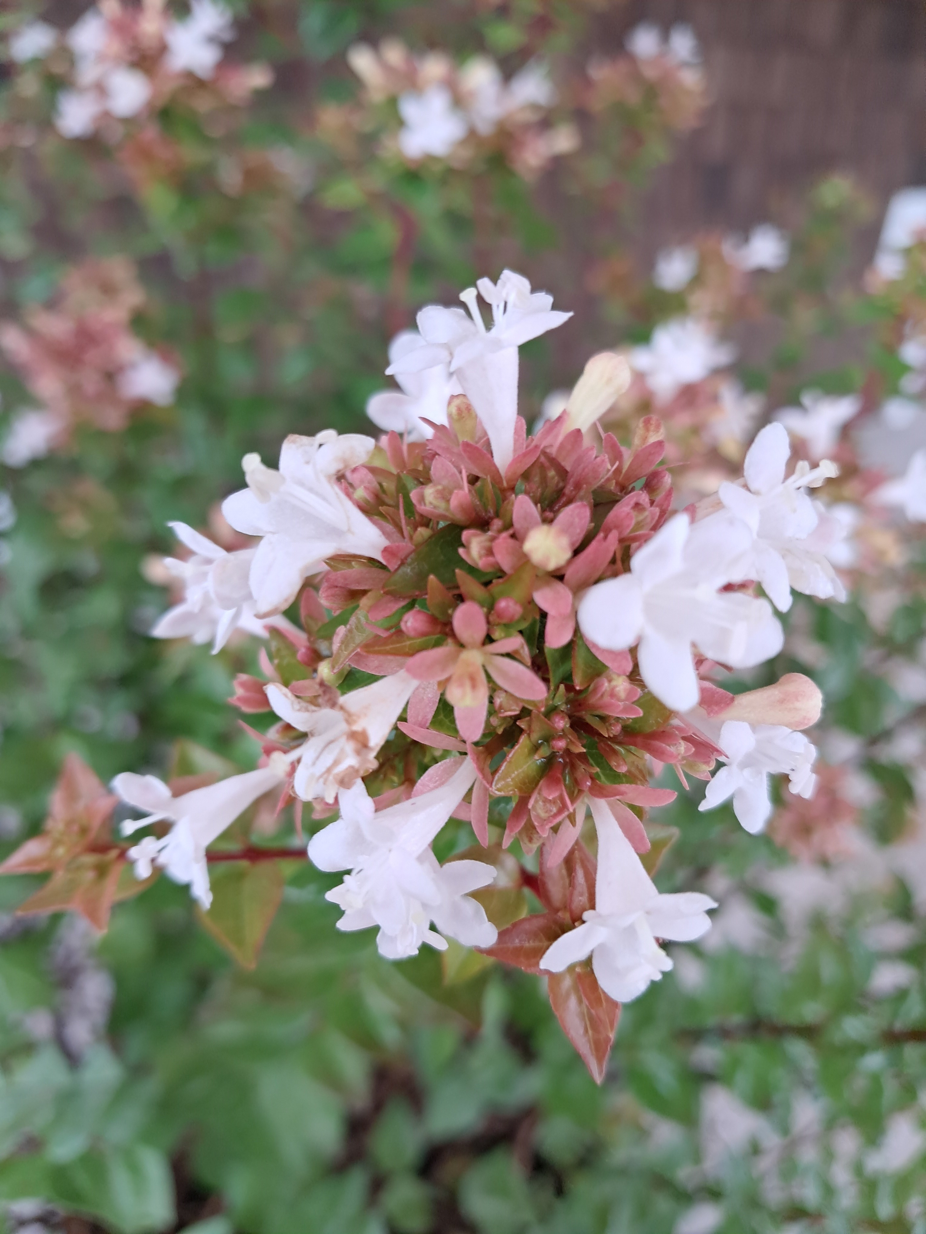 3g Rose Creek Abelia