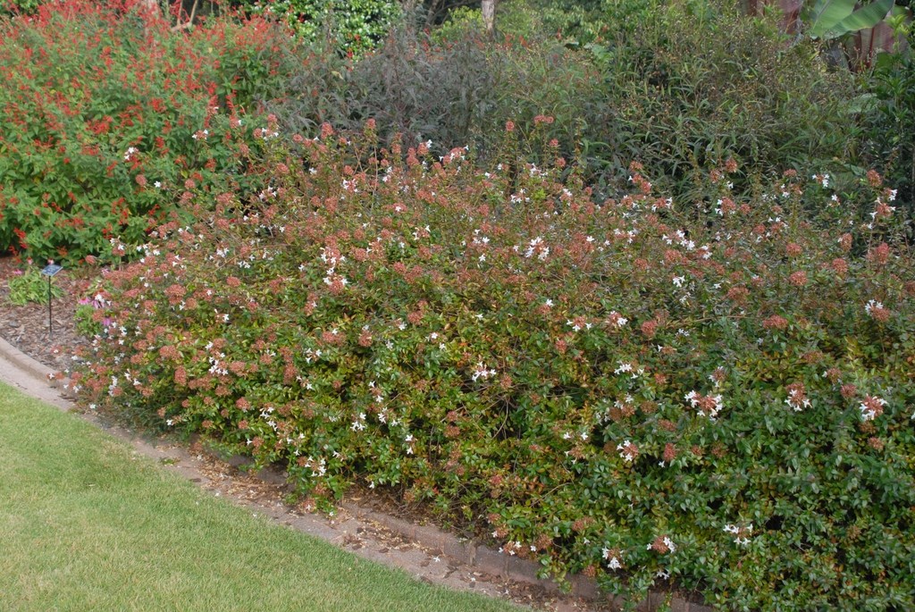 3g Rose Creek Abelia