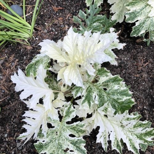 7g Whitewater Acanthus - Bear's Breeches