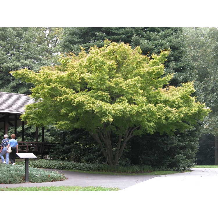 100g Coral Bark Japanese Maple