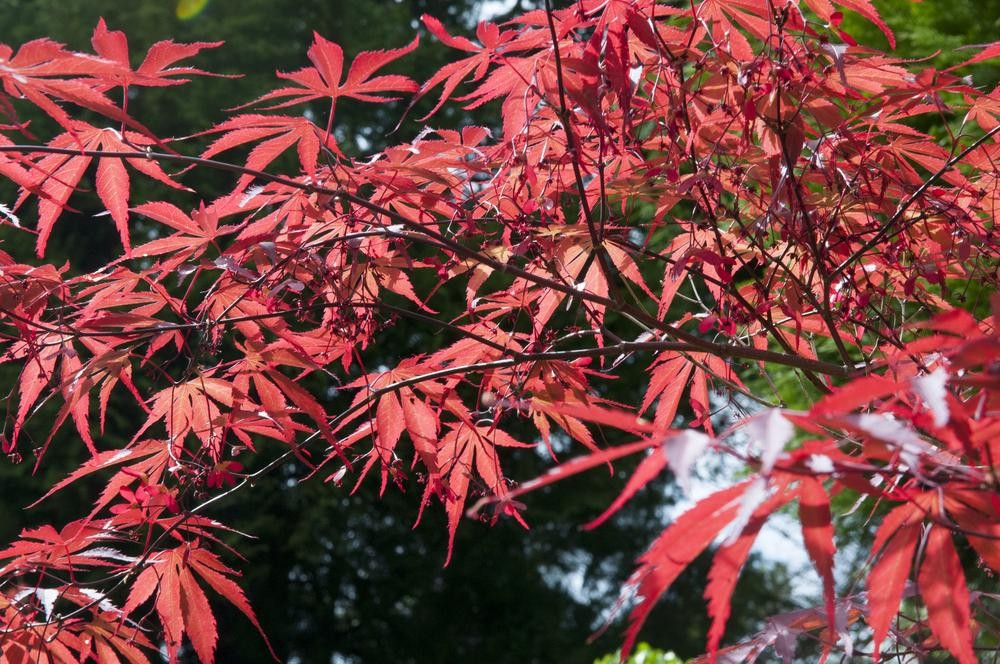 20g Bloodgood Japanese Maple